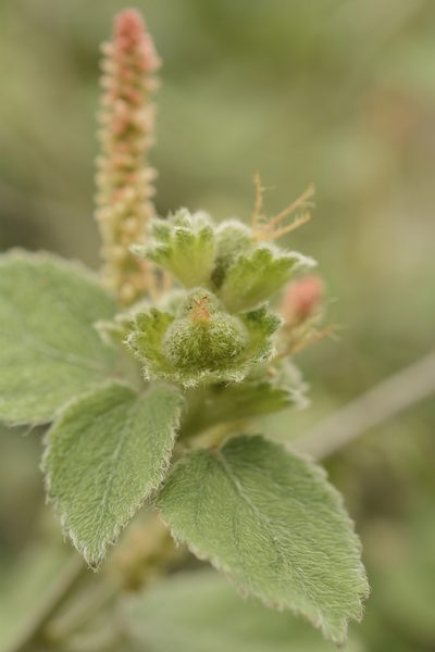 Acalypha capitata, photographed by Siddarth Machado