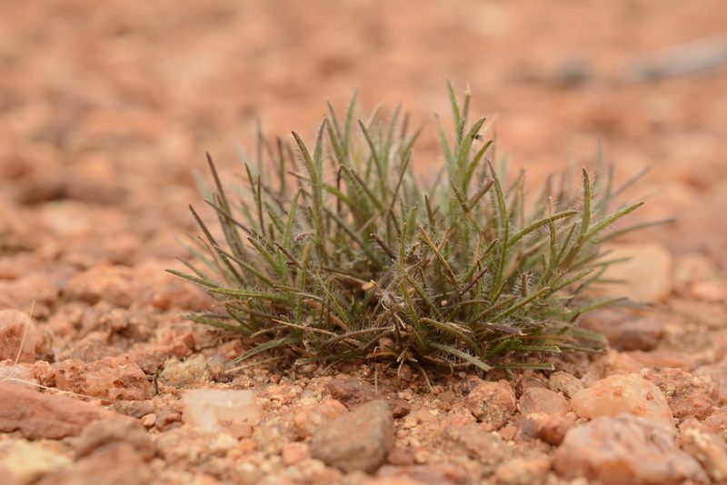 Oropetium thomaeum, photographed by Siddarth Machado