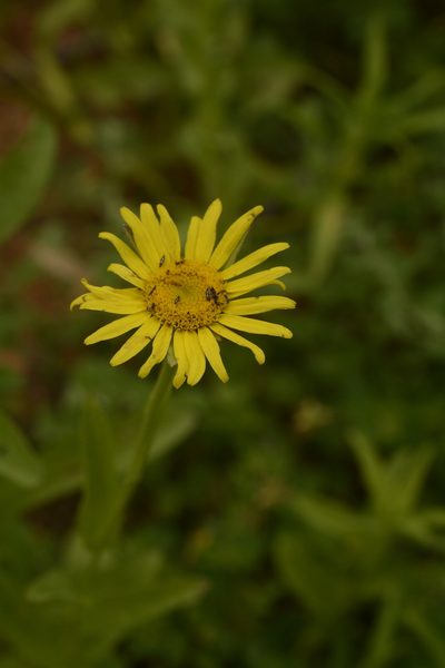 Pulicaria wightiana, photographed by Siddarth Machado