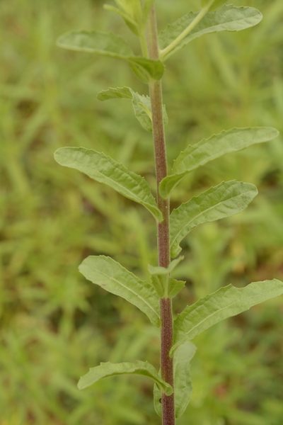Pulicaria wightiana, photographed by Siddarth Machado