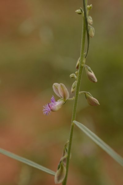 Polygala erioptera, photographed by Siddarth Machado