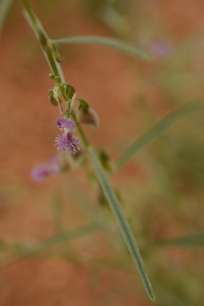 Polygala erioptera, photographed by Siddarth Machado