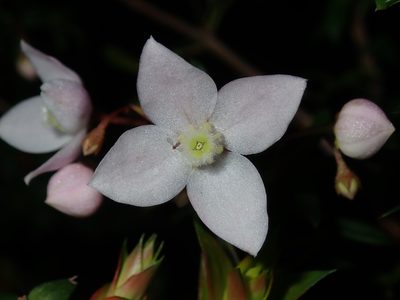 Boronia floribunda, photographed by Thomas Mesaglio