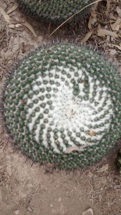 Mammillaria orcuttii, photographed by Alejandro Gómez Maya