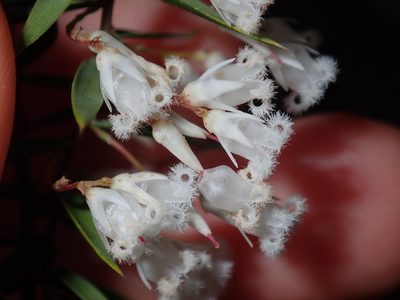 Styphelia setigera, photographed by Thomas Mesaglio