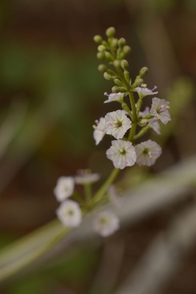 Boerhavia helenae, photographed by Siddarth Machado
