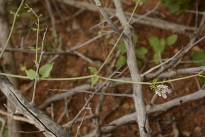 Boerhavia helenae