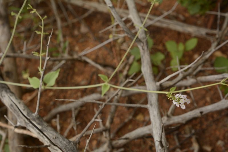 Boerhavia helenae, photographed by Siddarth Machado