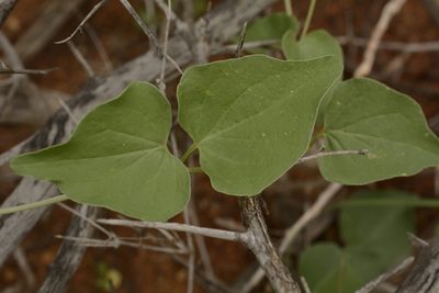 Boerhavia helenae, photographed by Siddarth Machado