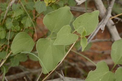 Boerhavia helenae, photographed by Siddarth Machado