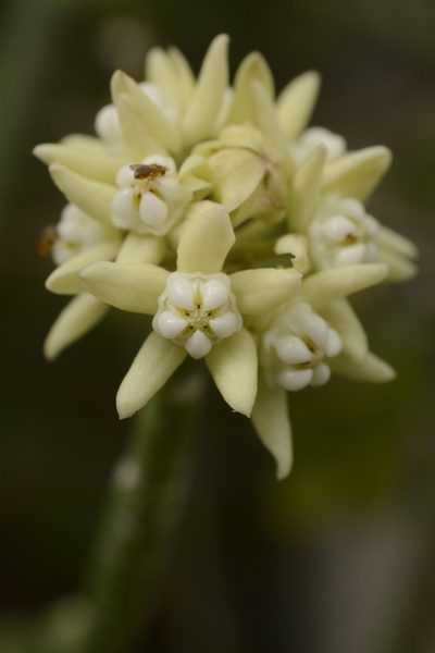 Cynanchum acidum, photographed by Siddarth Machado