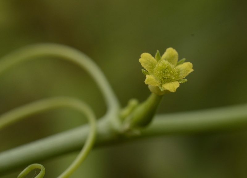 Corallocarpus epigaeus, photographed by Siddarth Machado