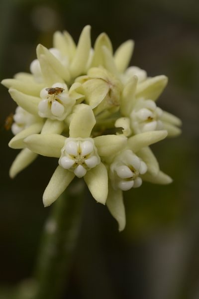 Cynanchum acidum, photographed by Siddarth Machado