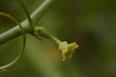 Corallocarpus epigaeus, photographed by Siddarth Machado