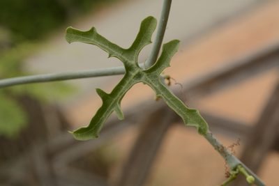 Corallocarpus epigaeus, photographed by Siddarth Machado