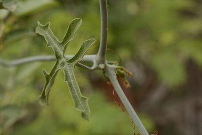 Corallocarpus epigaeus, photographed by Siddarth Machado