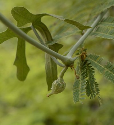 Corallocarpus epigaeus, photographed by Siddarth Machado