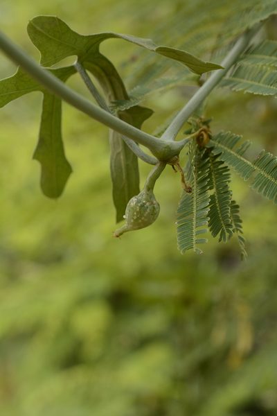 Corallocarpus epigaeus, photographed by Siddarth Machado