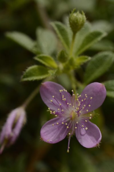 Cleome felina, photographed by Siddarth Machado
