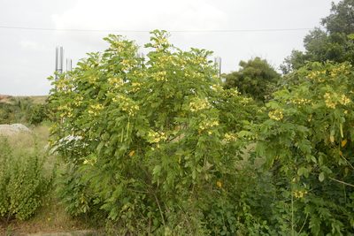 Senna sulfurea, photographed by Siddarth Machado