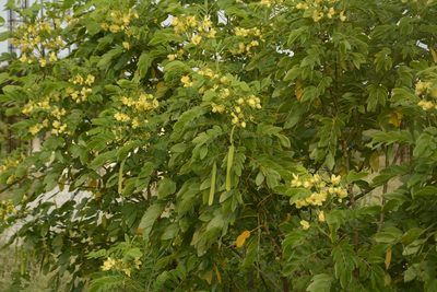 Senna sulfurea, photographed by Siddarth Machado