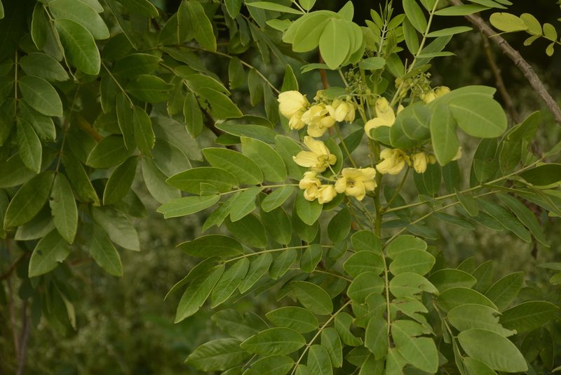 Senna sulfurea, photographed by Siddarth Machado