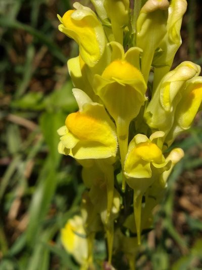 Linaria angustissima, photographed by Irene Saltini
