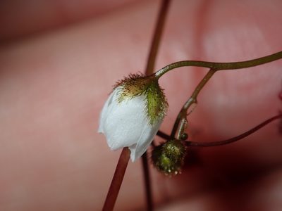 Drosera peltata, photographed by Thomas Mesaglio