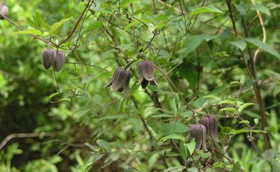 Clematis fusca, photographed by Oleg Kosterin