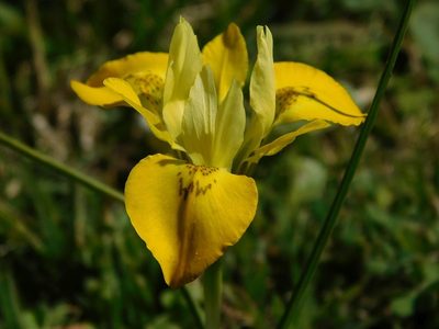 Moraea macronyx, photographed by Klaus Wehrlin