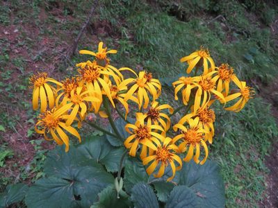 Ligularia dentata, photographed by Marco Mussita