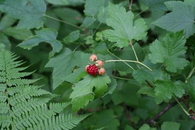 Rubus crataegifolius, photographed by Oleg Kosterin