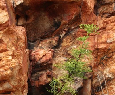 Notobubon tenuifolium, photographed by Di Turner