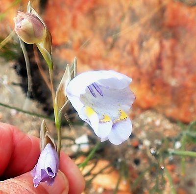Gladiolus patersoniae, photographed by Di Turner