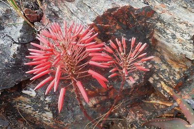 Aloe comptonii, photographed by Di Turner
