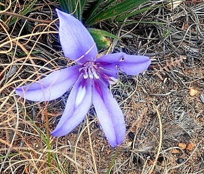 Babiana sambucina, photographed by Di Turner
