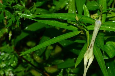 Ceropegia attenuata, photographed by S.MORE