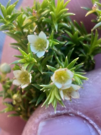 Diosma tenella, photographed by kevin koen