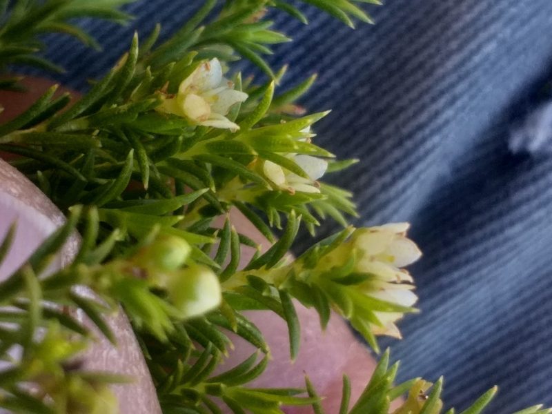 Diosma tenella, photographed by kevin koen