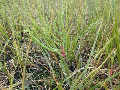Salicornia depressa, photographed by Taro Ietaka