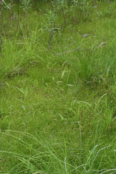 Schoenoplectiella komarovii, photographed by Oleg Kosterin
