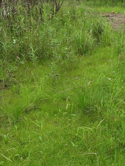 Schoenoplectiella komarovii, photographed by Oleg Kosterin
