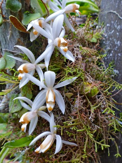 Coelogyne swaniana, photographed by Bernard DUPONT