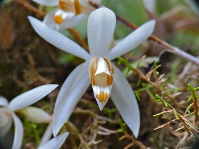 Coelogyne swaniana, photographed by Bernard DUPONT
