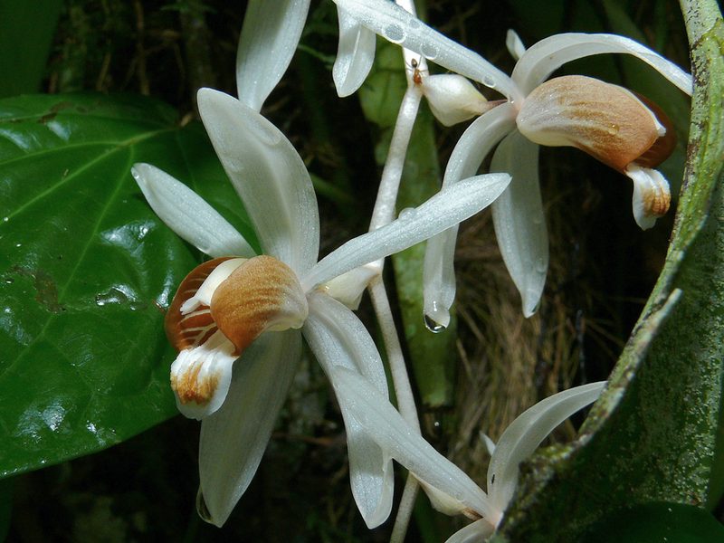 Coelogyne swaniana, photographed by Bernard DUPONT