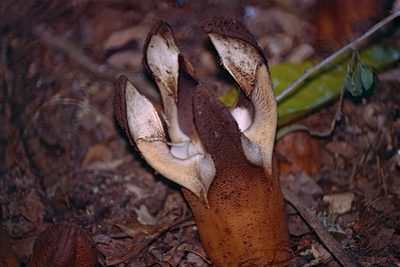 Hydnora esculenta, photographed by Bernard DUPONT