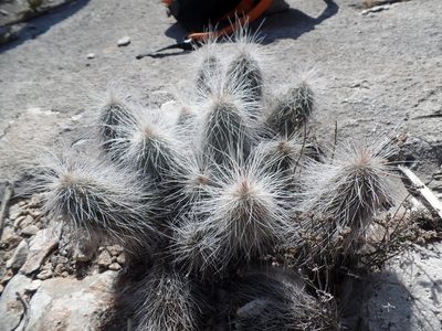 Echinocereus longisetus, photographed by Karla M. Benítez