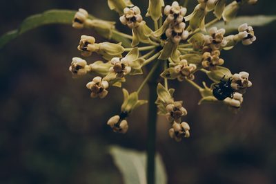 Asclepias similis, photographed by Claudio Cantú Muñiz