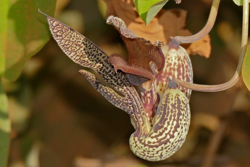 Aristolochia esperanzae, photographed by Bernard DUPONT