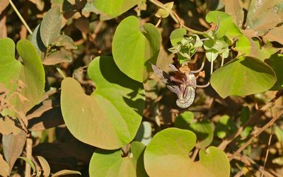 Aristolochia esperanzae, photographed by Bernard DUPONT